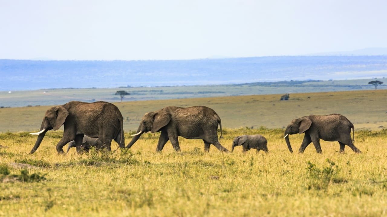 wildlife