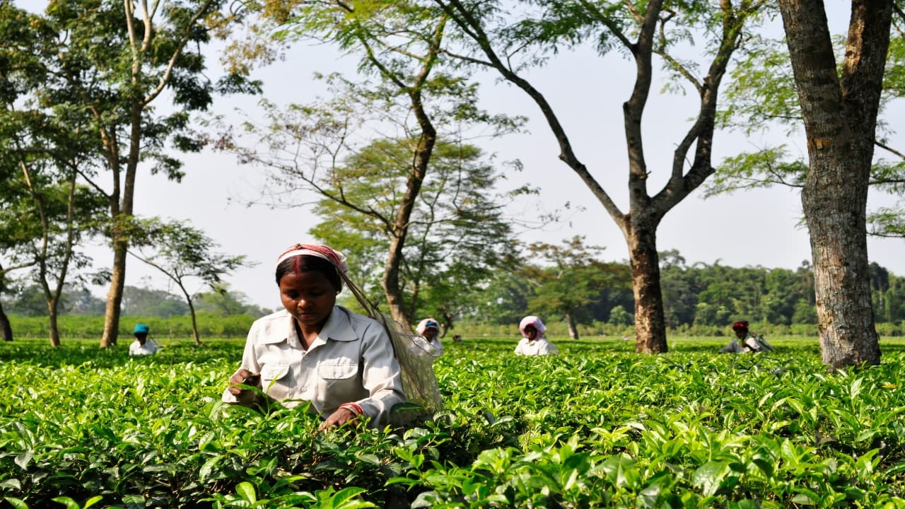 Assam