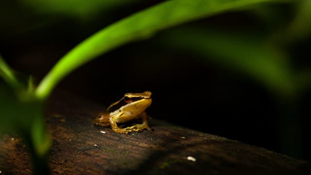 Agumbe