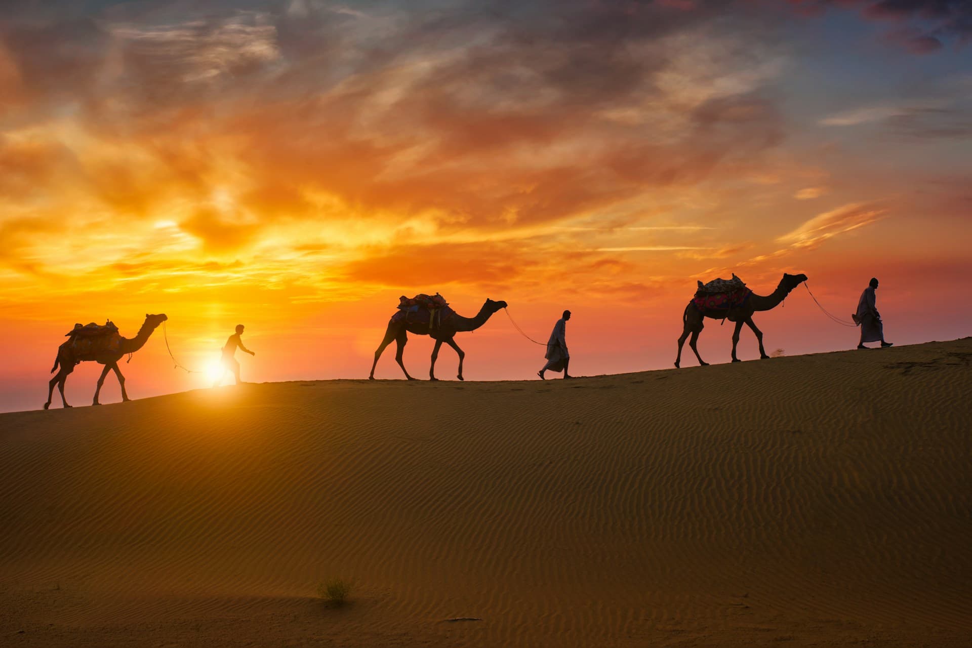 Desert Safari Tours cover photo