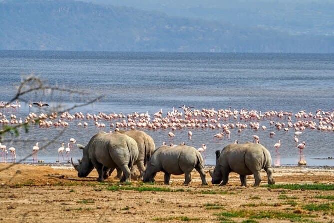Masai Mara Lake Naivasha Budget Adventure