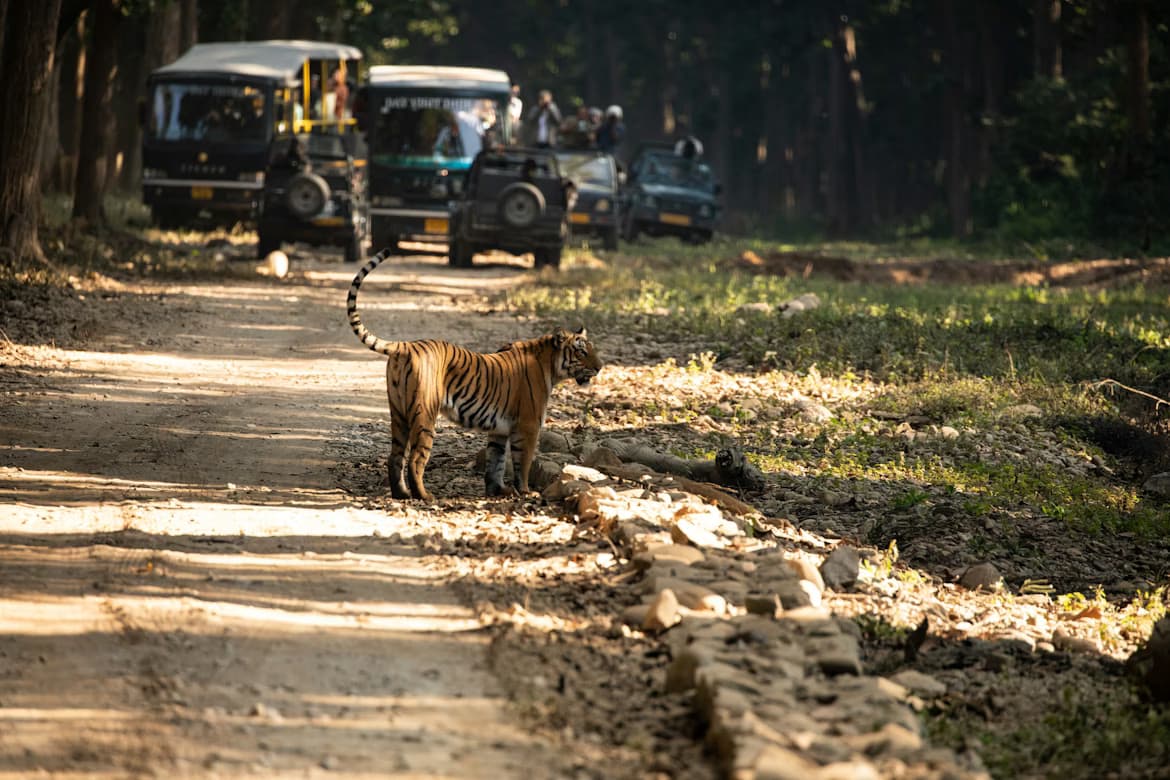 Namnyak Safaris cover photo