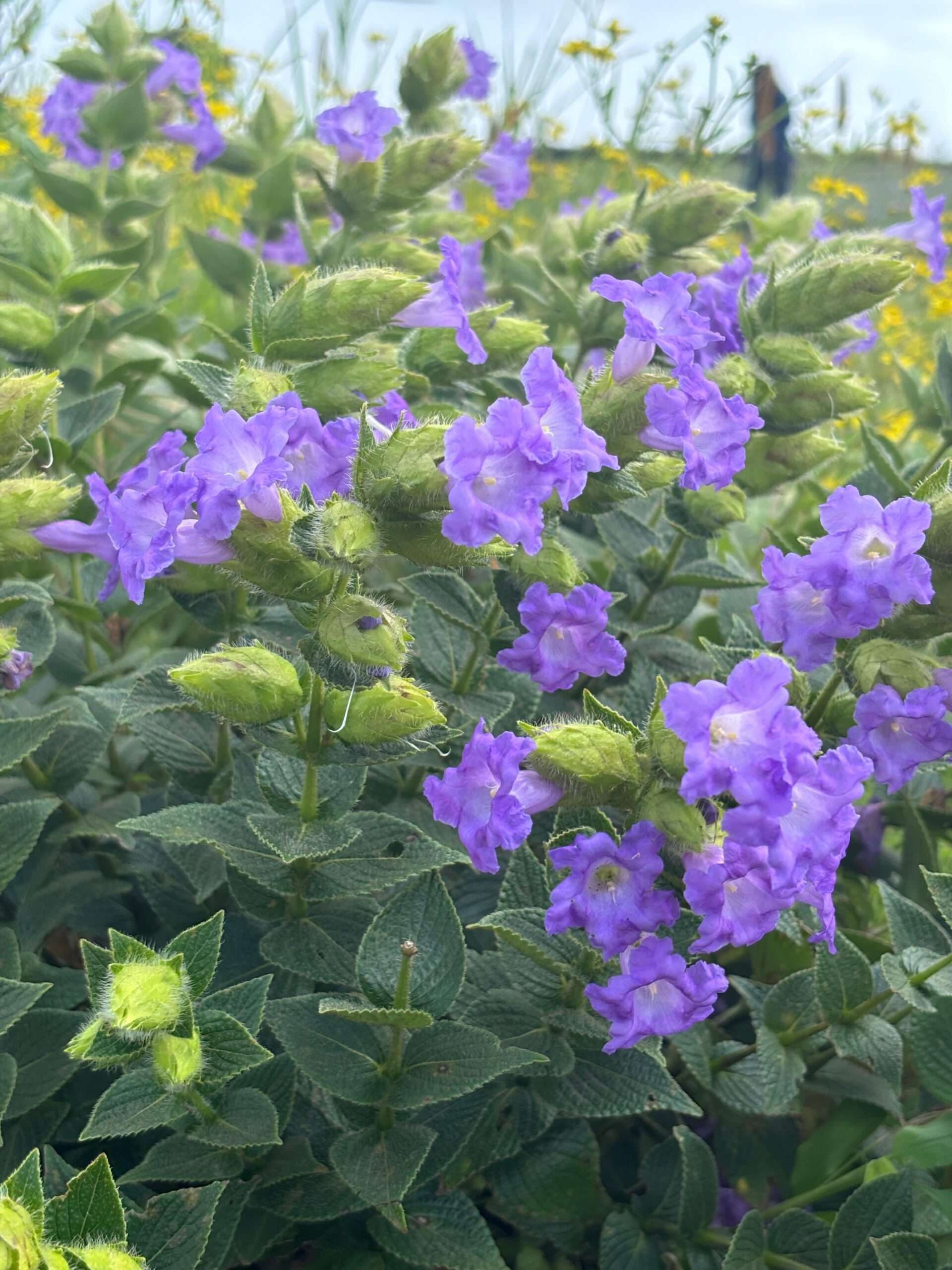 Valley of flowers