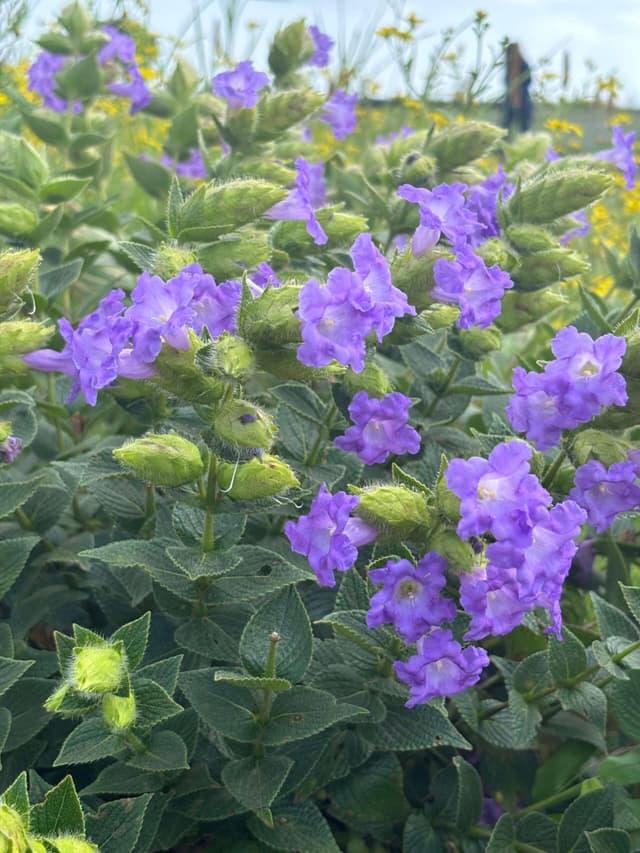 Kaas Plateau