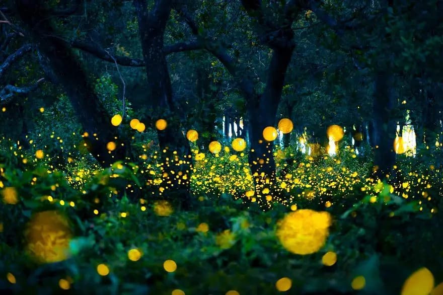 forest
