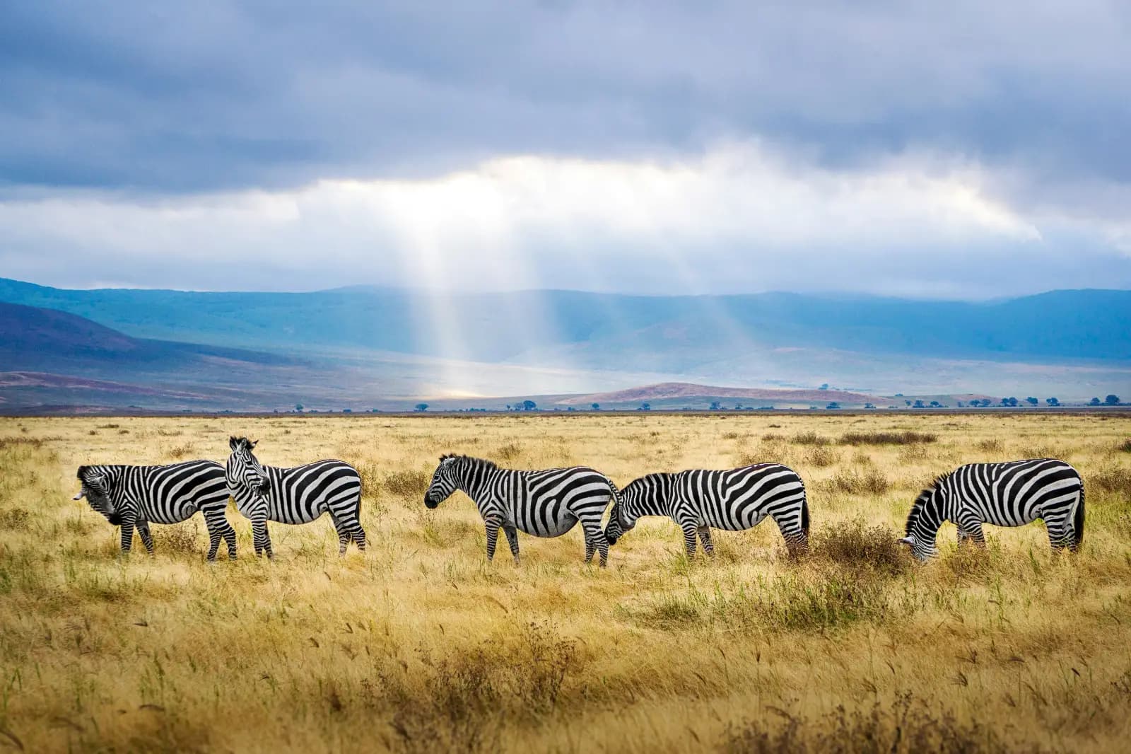 wildlife