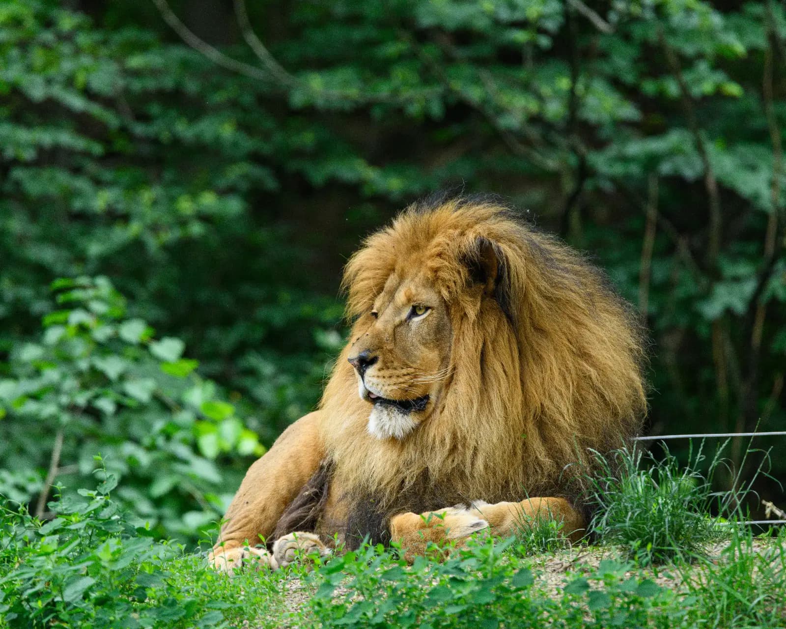 wildlife