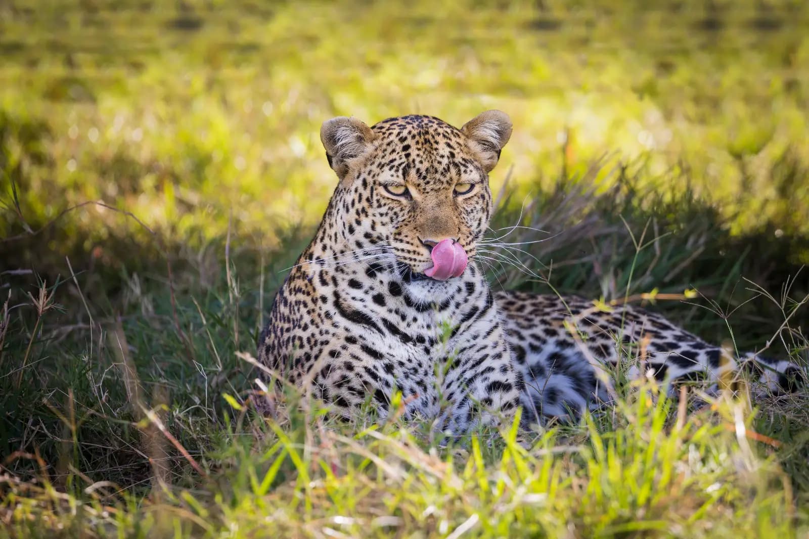 wildlife