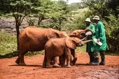 wildlife