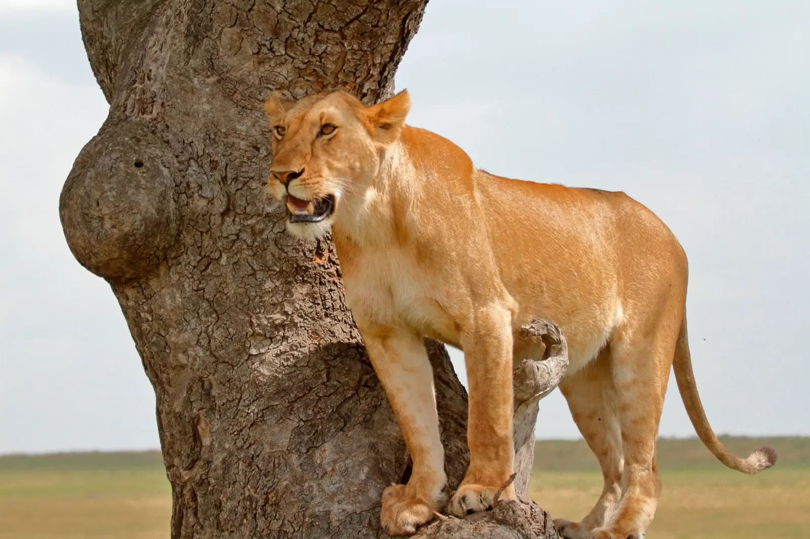 wildlife