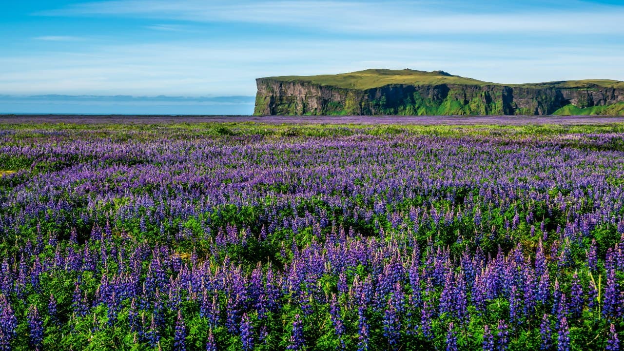 Valley of Flowers