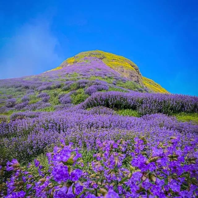 Flower season trek